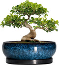Blue Shallow Ceramic Bonsai Pot