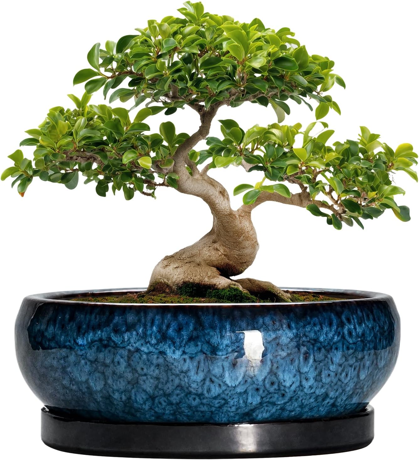 Blue Shallow Ceramic Bonsai Pot