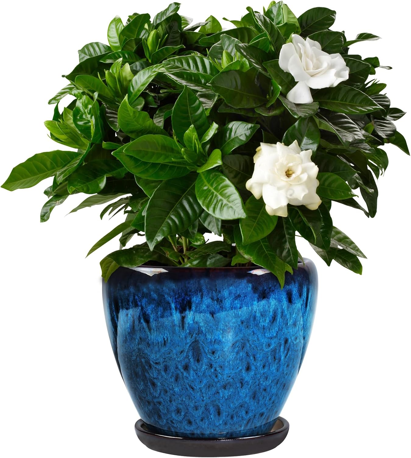 Glazed 8in Orchid Planter Pot