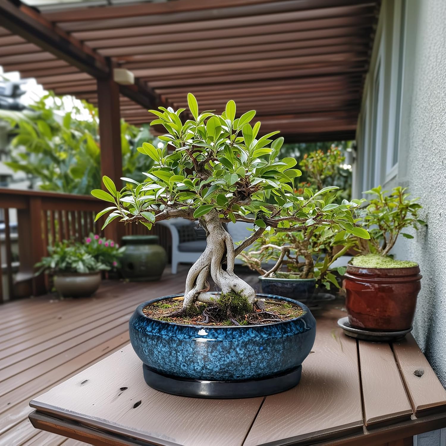 Blue Shallow Ceramic Bonsai Pot